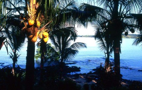 Mumbai: Nucile cocotierilor, culese pentru a nu-l lovi pe Barack Obama