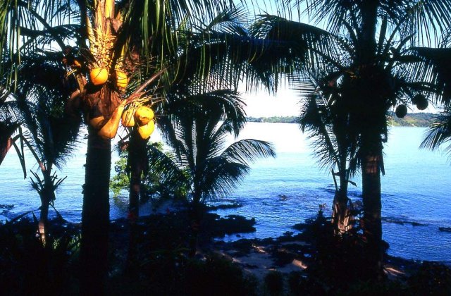 Mumbai: Nucile cocotierilor, culese pentru a nu-l lovi pe Barack Obama