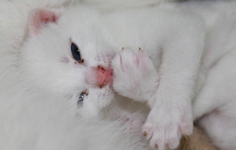  Top  Felinele pot fi pline de gingasie! Top 10+1 fotografii care ilustreaza candoarea pisicilor