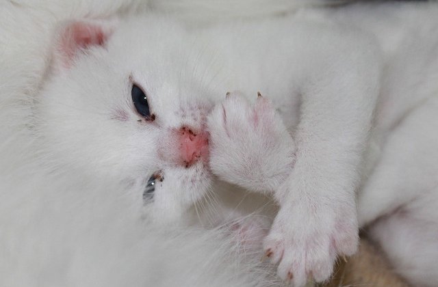 Felinele pot fi pline de gingasie! Top 10+1 fotografii care ilustreaza candoarea pisicilor