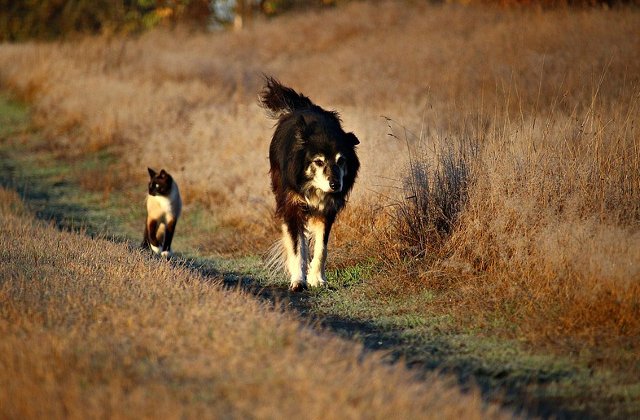 Pot fi pisicile sunt mai bune decat cainii in operatiunile de salvare? Cercetatorii au raspunsul