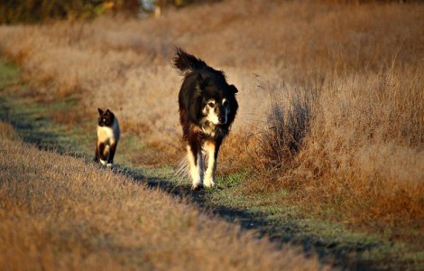 Pot fi pisicile sunt mai bune decat cainii in operatiunile de salvare?