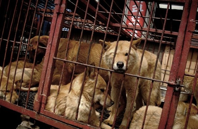 Cea mai mare piata de carne de caine a fost inchisa
