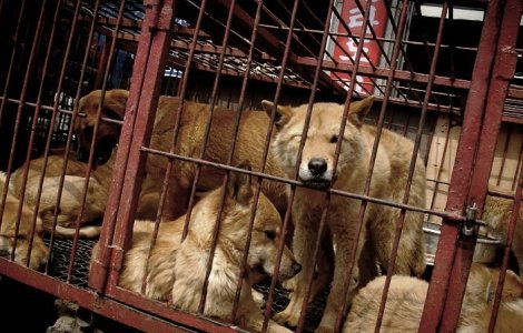 Cea mai mare piata de carne de caine a fost inchisa