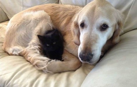 Cainii vor fi trecuti la intretinere, intr-un bloc din Alba Iulia