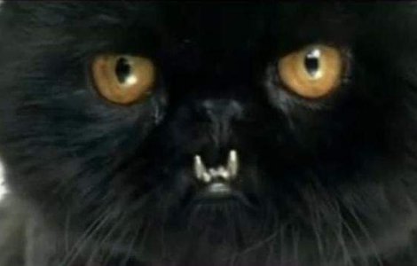  Video  Un american i-a pus motanului sau dinti de aur