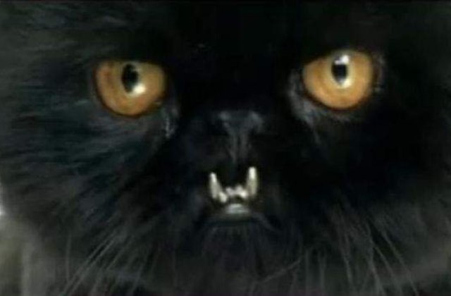 [VIDEO] Un american i-a pus motanului sau dinti de aur