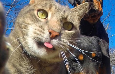  Top  10 imagini amuzante care demonstreaza ca animalele sunt mai fotogenice decat oamenii