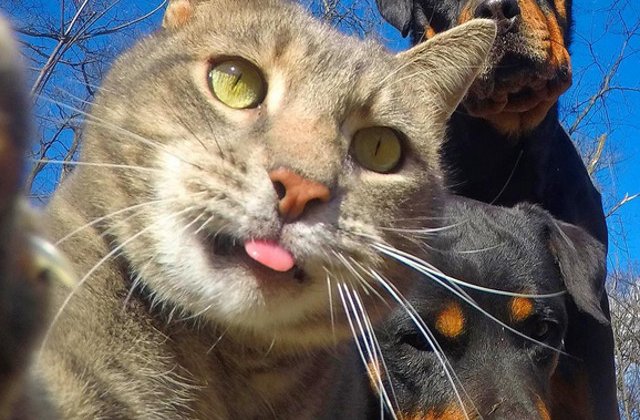 10 imagini amuzante care demonstreaza ca animalele sunt mai fotogenice decat oamenii