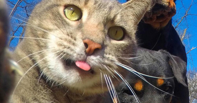  Top  10 imagini amuzante care demonstreaza ca animalele sunt mai fotogenice decat oamenii