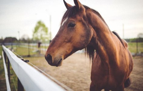 Studiu: Caii au capacitatea de a citi expresiile faciale