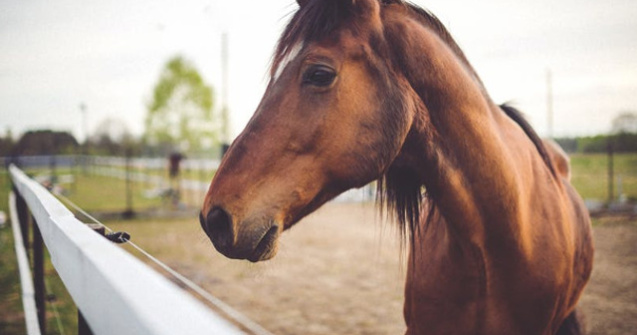 Studiu: Caii au capacitatea de a citi expresiile faciale