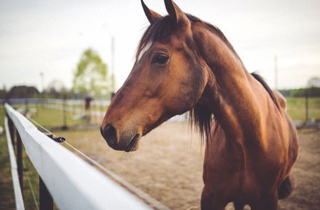 Studiu: Caii au capacitatea de a citi expresiile faciale