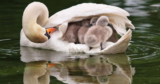  Top  10 fotografii care iti arata ca animalele sunt cei mai buni parinti