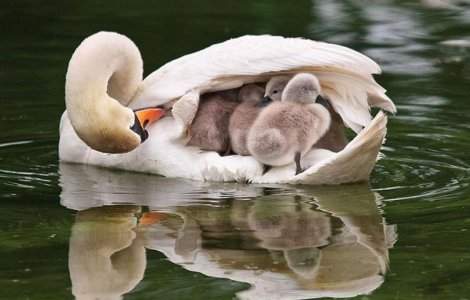 Top  10 fotografii care iti arata ca animalele sunt cei mai buni parinti