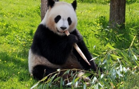 Motivul pentru care ursii panda au blana alba cu negru