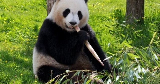 Motivul pentru care ursii panda au blana alba cu negru