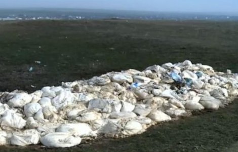 Poluare cu branza la Sacele