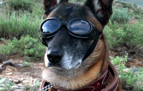 Al-Qaida foloseste caini pe post de teroristi