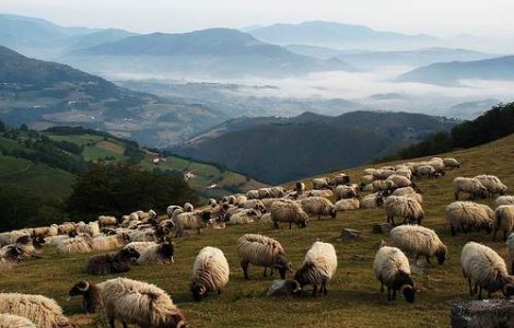 Oi si capre la un protest ecologic in Germania