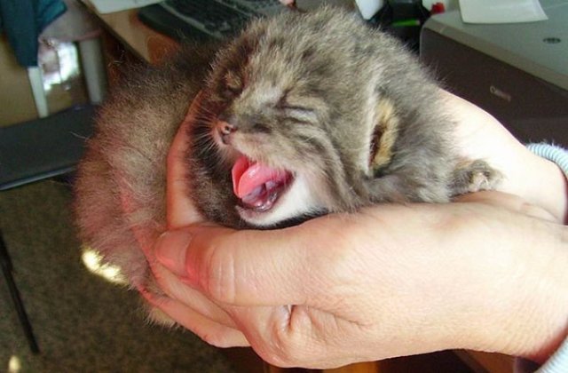 A crezut ca a salvat 4 pisoi de la moarte, dar veterinarii i-au dat o veste neasteptata. Ce erau, de fapt, micile animale