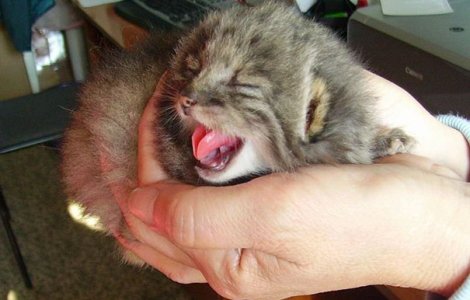 A crezut ca a salvat 4 pisoi de la moarte, dar veterinarii i-au dat o veste neasteptata. Ce erau, de fapt, micile animale