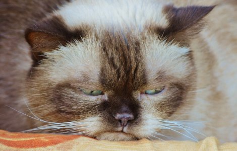  Top  Top 10+2 cele mai morocanoase pisici din lume care rivalizeaza cu Grumpy Cat
