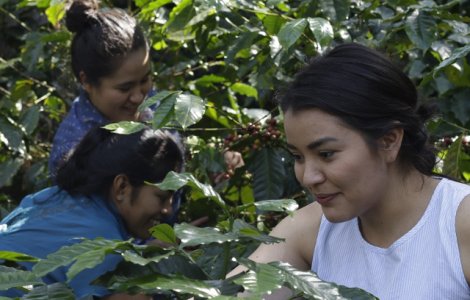 Strauss Coffee anunta un nou proiect prin care isi doreste sa sustina, la nivel global, femeile care cultiva cafea