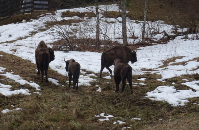 Inca patru zimbri din Parcul Natural Vanatori-Neamt vor fi eliberati in padure