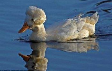 Rata Marilyn Monroe!