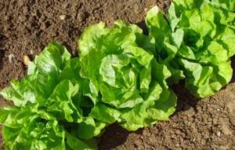 De ce nu "creste" agricultura romaneasca?