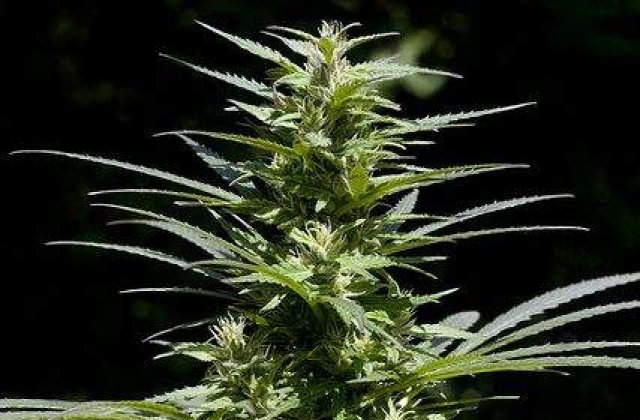 Europenii, mari amatori de canabis