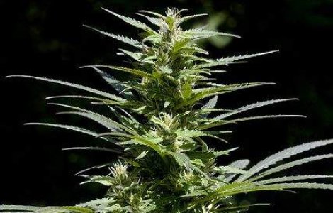 Europenii, mari amatori de canabis