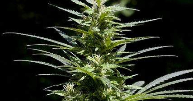 Europenii, mari amatori de canabis