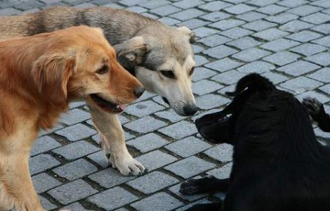 Nemtii ne adopta cainii maidanezi