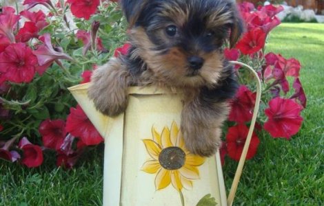 China: De la politica "copilului unic", la "cainele unic"