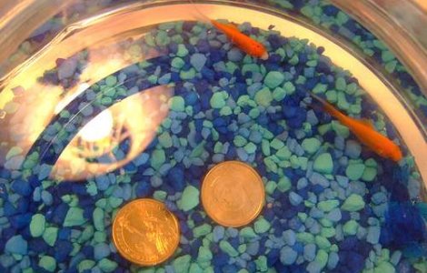 Pestisori auri pentru asigurarea puritatii apei din toaletele de la G20