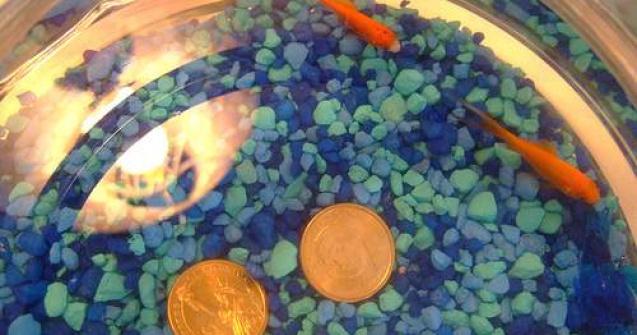 Pestisori auri pentru asigurarea puritatii apei din toaletele de la G20