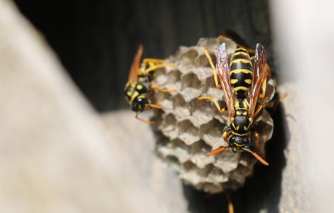 Unele specii de albine au inceput sa foloseasca plasticul pentru stupi