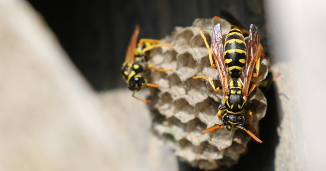 Unele specii de albine au inceput sa foloseasca plasticul pentru stupi