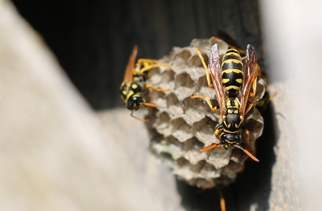 Unele specii de albine au inceput sa foloseasca plasticul pentru stupi