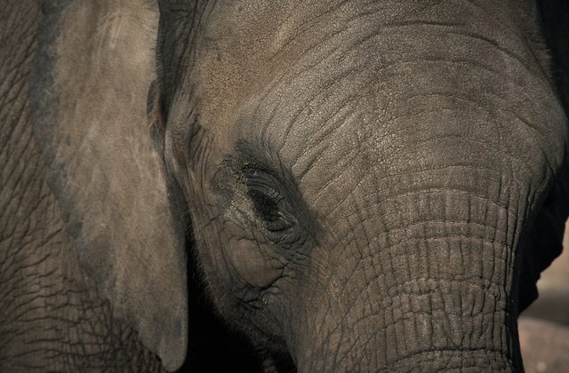 Unul dintre cei mai batrani elefanti din Africa, ucis de braconieri