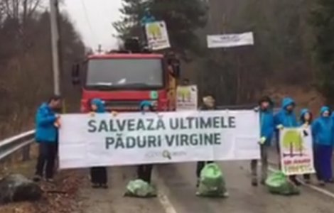 Camioane cu lemne oprite in Muntii Fagaras de activisti pentru mediu