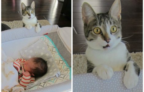  Top  10 animale care au reactionat in mod amuzant la situatii noi