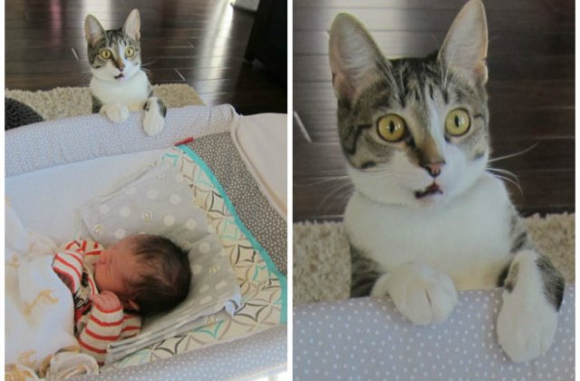 Cele mai amuzante reactii ale animalelor atunci cand se lovesc de situatii noi