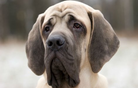  Top  Acestea sunt cele mai mari rase de caini din lume