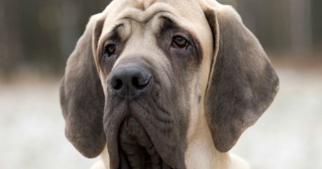  Top  Acestea sunt cele mai mari rase de caini din lume