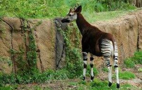 Imagini pretioase cu 'unicornul' african