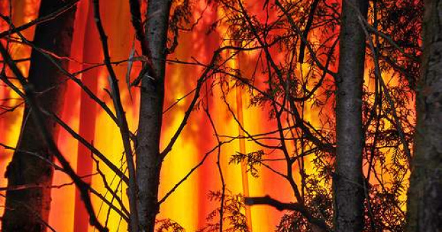 Bulgaria: Temperaturile ridicate au provocat incendii de padure