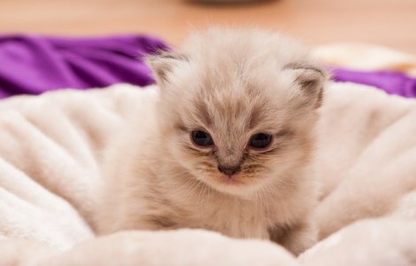  Top  10+2 fotografii care surprind suferinta pisicilor